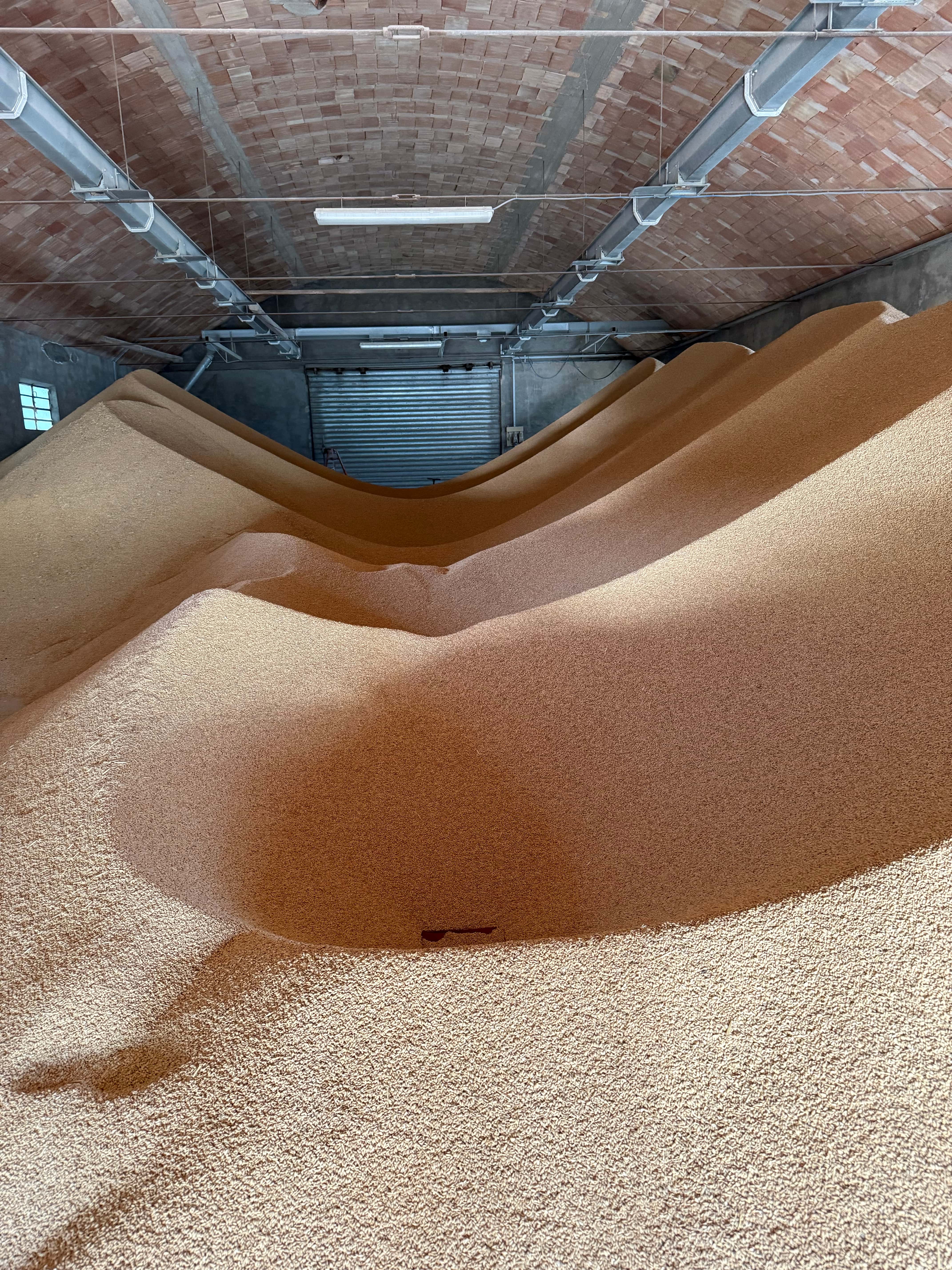 Mucchio di riso appena raccolto