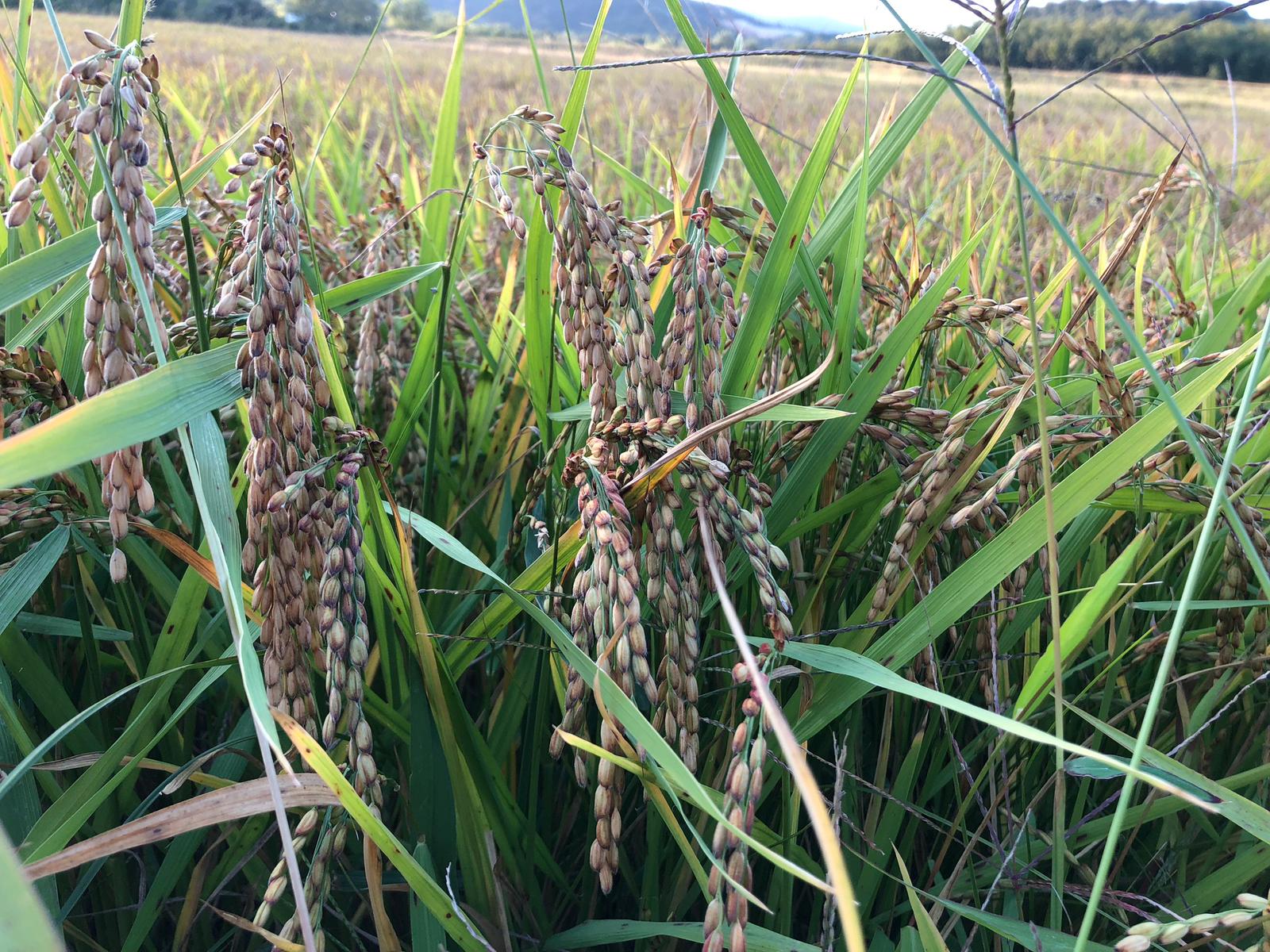 Dettaglio spighe di riso